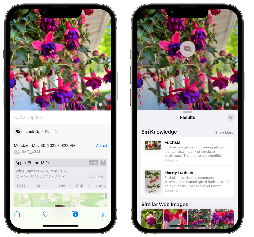 屯昌苹果手机维修分享小技巧：使用 iPhone 相机识别花卉植物 